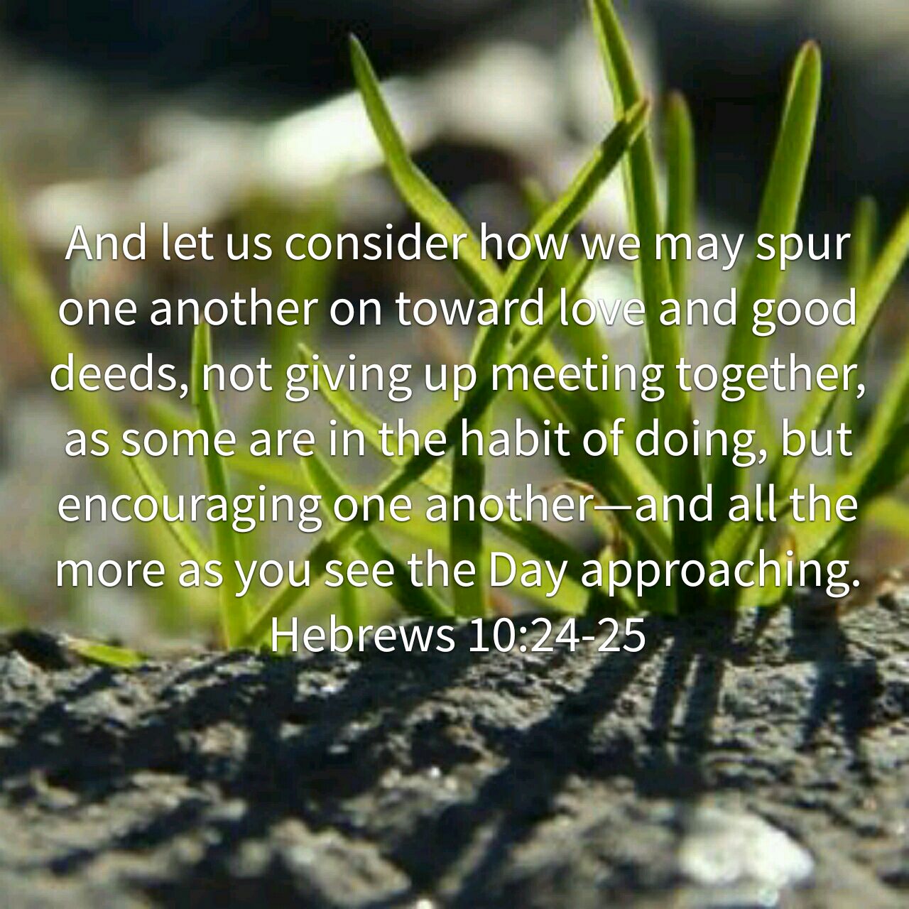 baby grass Hebrews 1-:24-25